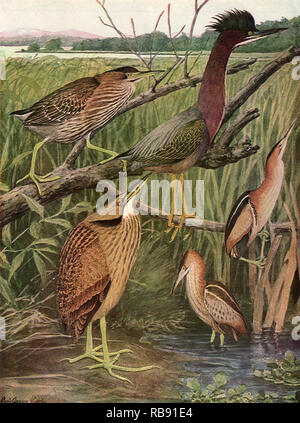 Uccelli palustri Foto Stock