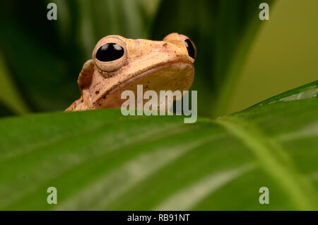 Borneo Eared Rana - Adulti (Polypedates otilophus) Foto Stock