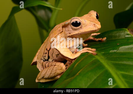 Borneo Eared Rana - Adulti (Polypedates otilophus) Foto Stock