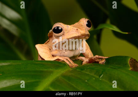 Borneo Eared Rana - Adulti (Polypedates otilophus) Foto Stock