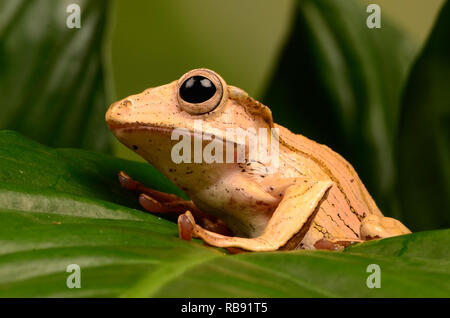 Borneo Eared Rana - Adulti (Polypedates otilophus) Foto Stock