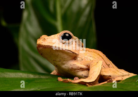 Borneo Eared Rana - Adulti (Polypedates otilophus) Foto Stock