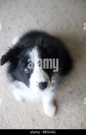 Cucciolo di Border Collie sheepdog 8 settimane Foto Stock