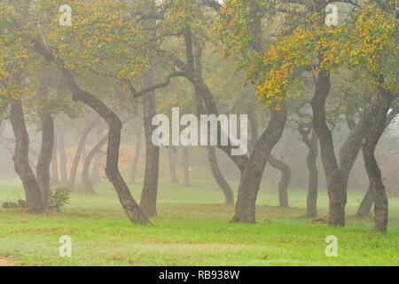 Alberi di quercia nella nebbia mattutina di smeraldo Point Marina, Austin, Texas, Stati Uniti d'America Foto Stock