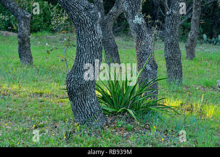 Alberi di quercia in un parco naturale di Austin, Texas, Stati Uniti d'America Foto Stock