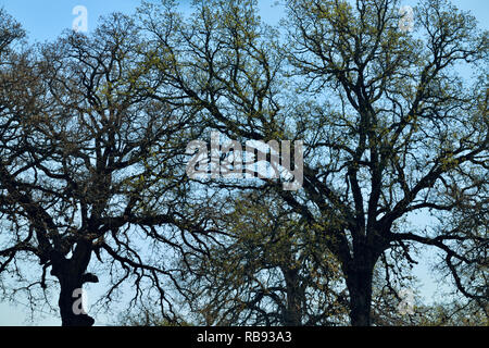 Live Oak alberi in un parco con, Krause molle, Spiceville, Texas, Stati Uniti d'America Foto Stock