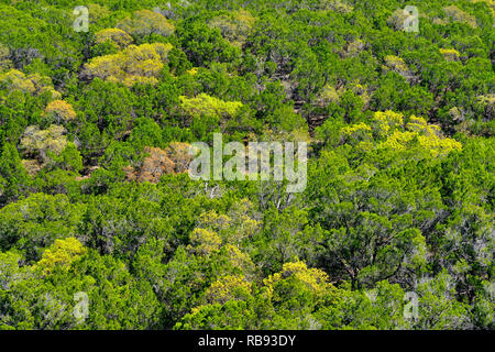 Affacciato su suburban Austin Hill Country bosco in primavera, Austin, Texas, Stati Uniti d'America Foto Stock