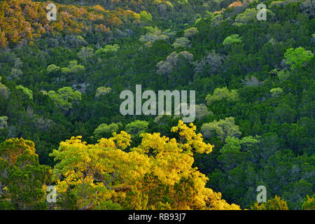 Affacciato su una molla bosco in Hill Country, Austin, Texas, Stati Uniti d'America Foto Stock