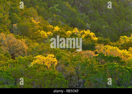 Affacciato su una molla bosco in Hill Country, Austin, Texas, Stati Uniti d'America Foto Stock