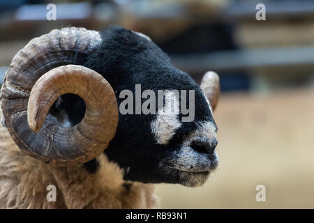 La vendita di Dalesbred rams all annuale vendita autunnale tenutasi a Bentham Auction Mart nel North Yorkshire, Regno Unito Foto Stock