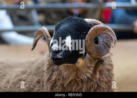 La vendita di Dalesbred rams all annuale vendita autunnale tenutasi a Bentham Auction Mart nel North Yorkshire, Regno Unito Foto Stock