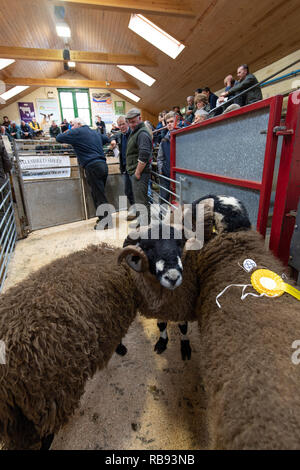 La vendita di Dalesbred rams all annuale vendita autunnale tenutasi a Bentham Auction Mart nel North Yorkshire, Regno Unito Foto Stock