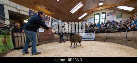 La vendita di Dalesbred rams all annuale vendita autunnale tenutasi a Bentham Auction Mart nel North Yorkshire, Regno Unito Foto Stock