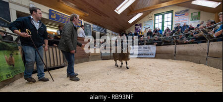 La vendita di Dalesbred rams all annuale vendita autunnale tenutasi a Bentham Auction Mart nel North Yorkshire, Regno Unito Foto Stock