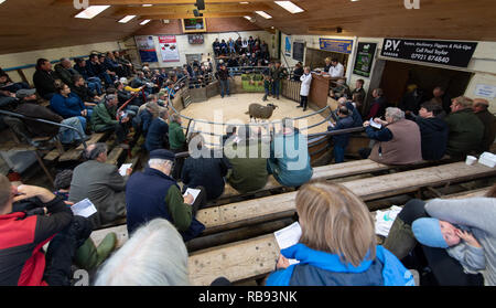 La vendita di Dalesbred rams all annuale vendita autunnale tenutasi a Bentham Auction Mart nel North Yorkshire, Regno Unito Foto Stock