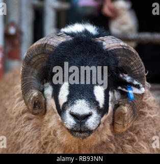 La vendita di Dalesbred rams all annuale vendita autunnale tenutasi a Bentham Auction Mart nel North Yorkshire, Regno Unito Foto Stock