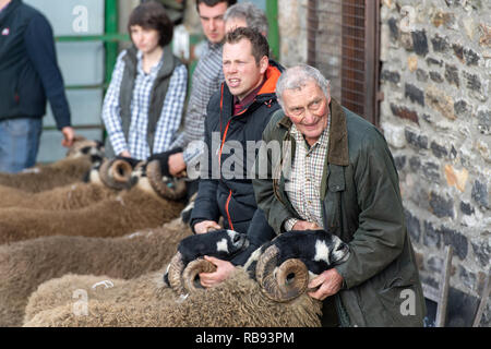 Mostra Dalesbred rams al Bentham tup vendite. Regno Unito. Foto Stock