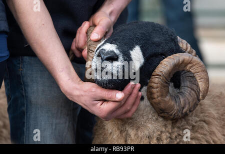 Mostra Dalesbred rams al Bentham tup vendite. Regno Unito. Foto Stock