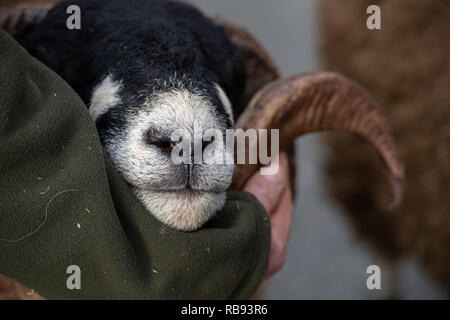 Mostra Dalesbred rams al Bentham tup vendite. Regno Unito. Foto Stock