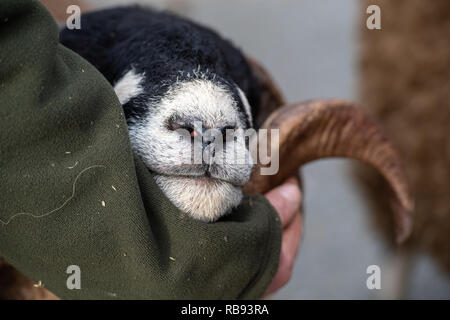 Mostra Dalesbred rams al Bentham tup vendite. Regno Unito. Foto Stock