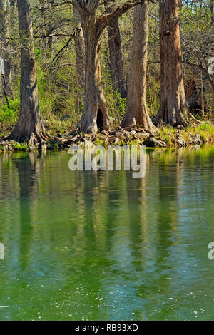 Cipressi di rivestimento per le banche a Krause molle, Krause molle, Spiceville, Texas, Stati Uniti d'America Foto Stock