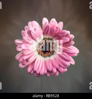 Pink gerbera daisy glower su un pastello e sfondo marrone Foto Stock