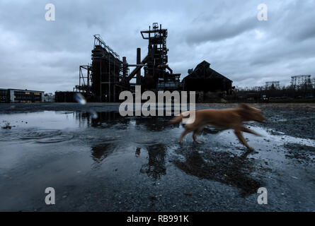 Dortmund, Germania. 08 gen 2019. Un cane passeggiate attraverso una pozza in cui l'altoforno è riflessa sul sito dell'ex Phoenix-West altoforno. Credito: Bernd Thissen/dpa/Alamy Live News Foto Stock