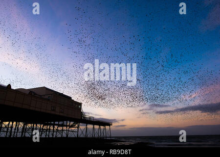 Aberystwyth Wales, Regno Unito. 08 gen 2019. Meteo REGNO UNITO su una chiara fredda sera, dopo una giornata di sole invernale, branchi di decine di migliaia di minuscoli storni volare in enormi 'murmurations' in cielo come loro ritorno dalla loro alimentazione giornaliera motivi di posatoio per la notte della foresta di ghisa gambe sotto Aberystwyth vittoriana molo sul mare. Aberystwyth è una delle poche aree urbane posatoi nel paese e attira gente da tutto il Regno Unito per testimoniare la spettacolare visualizza notturni. Photo credit: keith morris/Alamy Live News Foto Stock