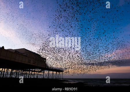 Aberystwyth Wales, Regno Unito. 08 gen 2019. Meteo REGNO UNITO su una chiara fredda sera, dopo una giornata di sole invernale, branchi di decine di migliaia di minuscoli storni volare in enormi 'murmurations' in cielo come loro ritorno dalla loro alimentazione giornaliera motivi di posatoio per la notte della foresta di ghisa gambe sotto Aberystwyth vittoriana molo sul mare. Aberystwyth è una delle poche aree urbane posatoi nel paese e attira gente da tutto il Regno Unito per testimoniare la spettacolare visualizza notturni. Photo credit: keith morris/Alamy Live News Foto Stock