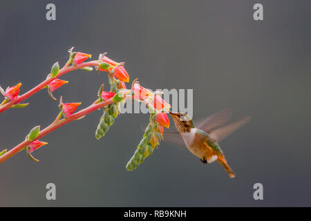 Vulcano hummingbird, in Sevegre area di Costa Rica Foto Stock