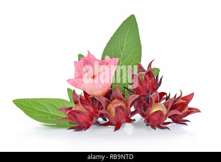 Roselle hibiscus su sfondo bianco Foto Stock