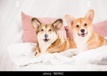 Adorabili welsh corgi cani sdraiati a letto e guardando la fotocamera a casa Foto Stock