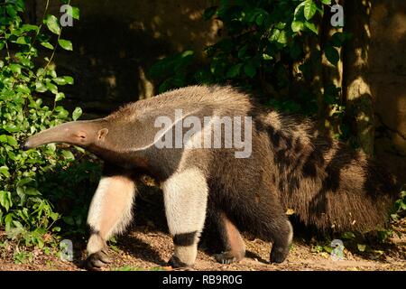 Bella immagine di giant anteater (Myrmecophaga tridactyla) in natura Foto Stock