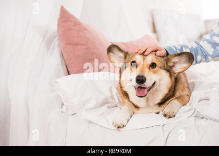 Vista ritagliata di capretto stroking welsh corgi giacente sul letto di casa Foto Stock