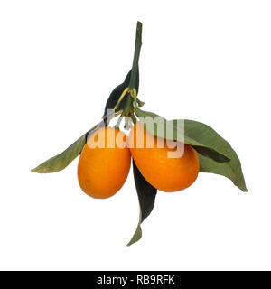 Cumquat, kumquat ramoscello orange frutti e foglie verdi isolati su sfondo bianco. A penzoloni. Foto Stock