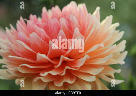 Macro foto fiore dahlia fresco rosa, giallo e bianco. Foto Stock