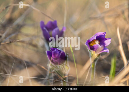 Pasqueflower orientale, prateria crocus, cutleaf (anemone Pulsatilla patens), giornata soleggiata nella foresta, la profondità di campo Foto Stock