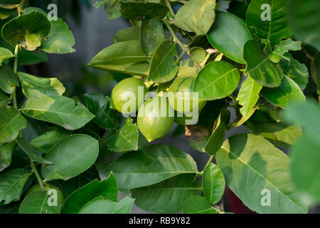 Verde Lime Tree appesi ai rami di esso. Foto Stock