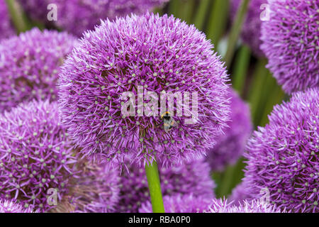 Allium nel pieno fiore Foto Stock