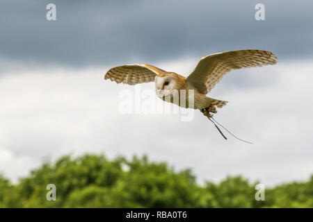 Il barbagianni (Tyto alba) in volo di close-up Foto Stock