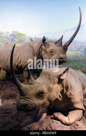 New York, New York, Stati Uniti d'America - 20 Giugno 2011: mammiferi africani di rinoceronti - Rinoceronte. Parte di una mostra al Museo Americano di Storia Naturale. Foto Stock