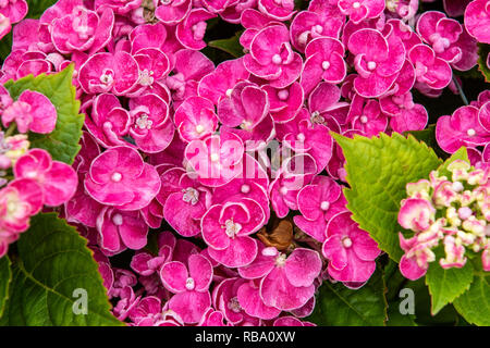 Ortensia curly wurly rosa nel pieno fiore close up Foto Stock
