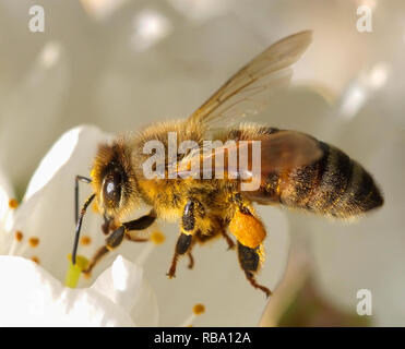 Bee al lavoro su un fiore Foto Stock
