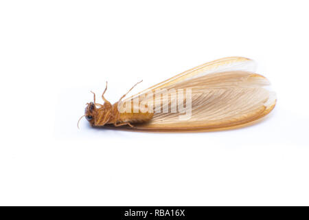 Flying termite o Alates isolati su sfondo bianco. Foto Stock