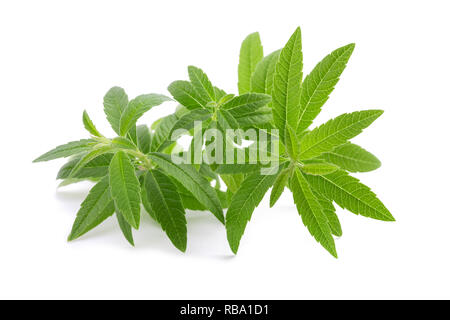 La verbena del limone isolati su sfondo bianco Foto Stock