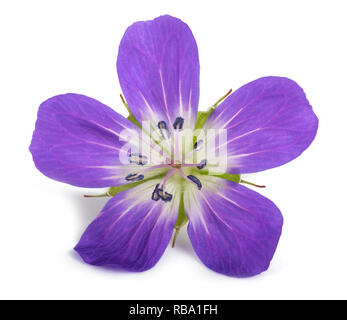 Legno (cranesbill Geranium sylvaticum) isolato su bianco Foto Stock