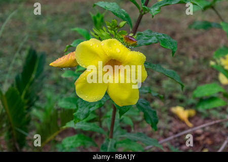 fiore giallo di allamanda con gocce d'acqua con foglie che si stanno guardando impressionante dopo la caduta della pioggia nel giorno piovoso . Foto Stock