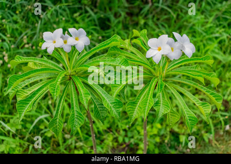 Vista ravvicinata di due piante bianche o alberi di fiori di frangipani in giornata piovosa con gocce d'acqua fiore e foglie con verde erba sfondo in una fila Foto Stock