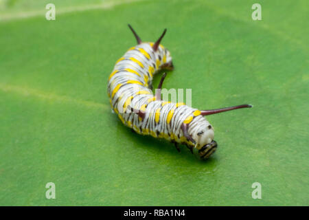 Coppia Monarch bruco su foglia verde Foto Stock