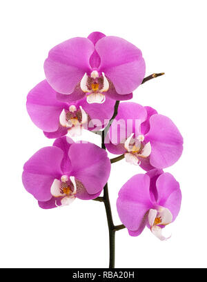 Rosa fiori di orchidea isolati su sfondo bianco Foto Stock